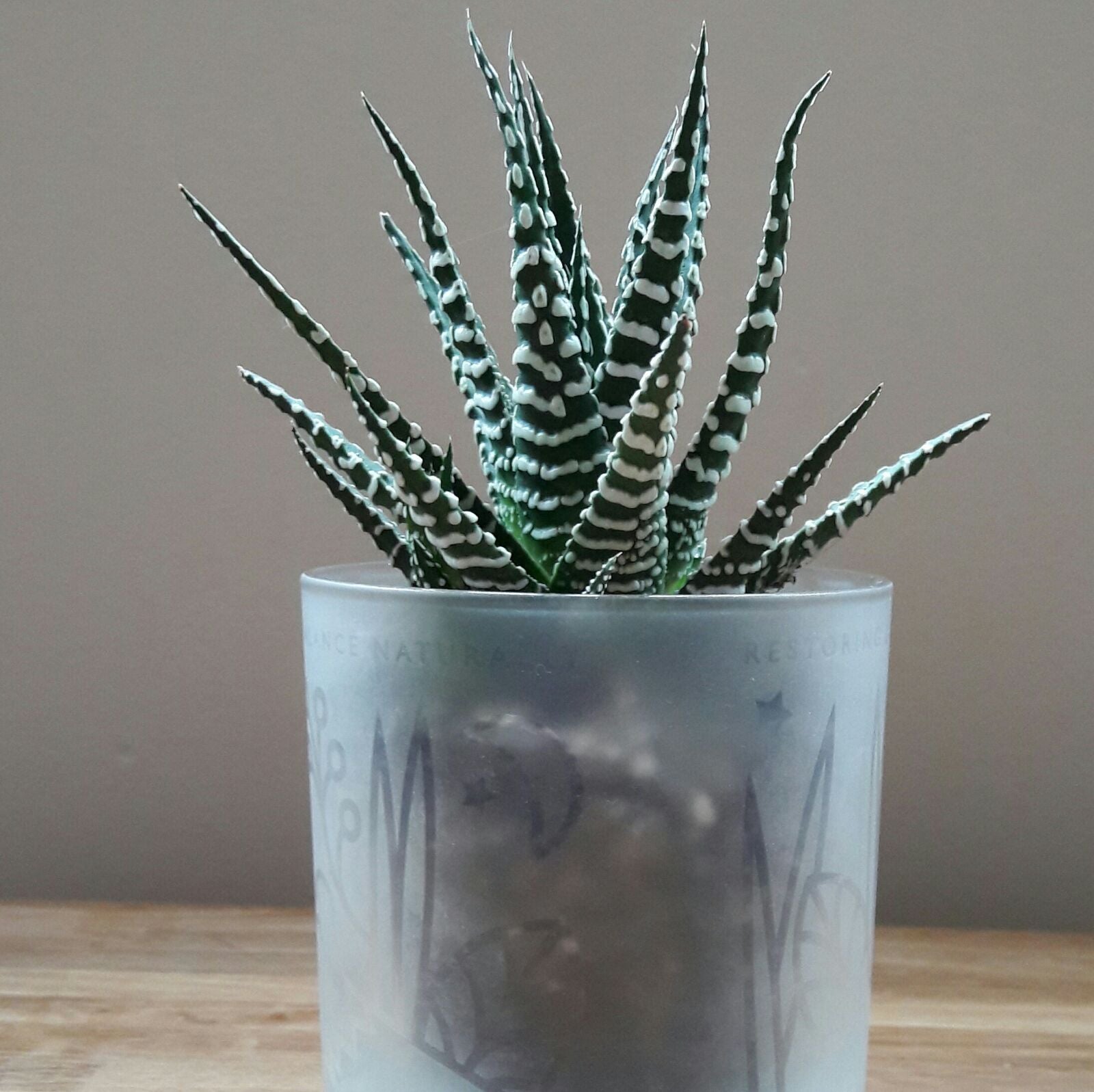 plant in an candle jar